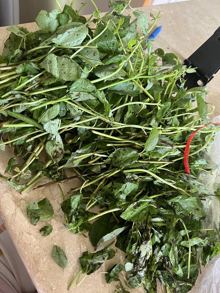 DA FISH MARKET Updated October 2024 53 Photos & 14 Reviews 94866