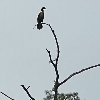 Dennis P Koehler Preserve - Parks Near Me - West Palm Beach, Florida