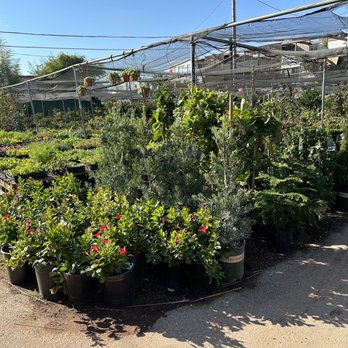 Hashimoto Nursery - Home & Garden Near Me - Los Angeles, California Hashimoto Nursery - Home & Garden Near Me - Los Angeles, California