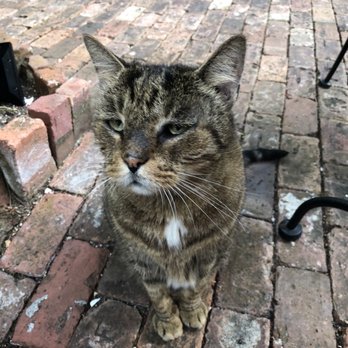 Old Town Manor - Another morning courtyard visitor - Bed & Breakfast Near Me - Key West, Florida