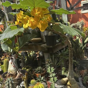 Solana Succulents - Nurseries & Gardening Near Me - Solana Beach, California