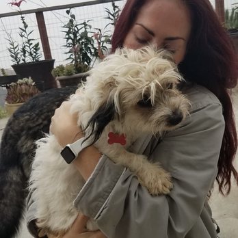 Spandow House - Oliver with foster mama Amy - Animal Shelters Near Me - Smartsville, California Spandow House - Oliver with foster mama Amy - Animal Shelters Near Me - Smartsville, California
