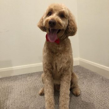 Bark Barber - Pet Groomers Near Me Bark Barber - Pet Groomers Near Me