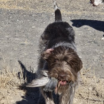 Hammond Kennels - This is fritzy - Pet Training Near Me - Hammond, Oregon Hammond Kennels - This is fritzy - Pet Training Near Me - Hammond, Oregon