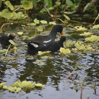 Orlando Wetlands - Parks Near Me - Christmas, Florida