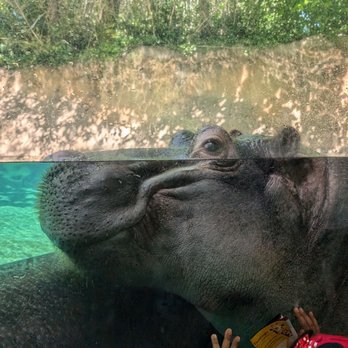 Saint Louis Zoo - Hippos and a very zealous kid - Zoos Near Me - St Louis, Missouri