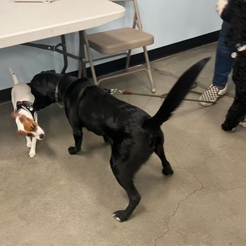 Karma Dog Training - Training Sundays at Dog Karma in Pet Food express, 4220 Long Beach Blvd, Long Beach, CA 90807 - Dog Walkers Near Me - Long Beach, California Karma Dog Training - Training Sundays at Dog Karma in Pet Food express, 4220 Long Beach Blvd, Long Beach, CA 90807 - Dog Walkers Near Me - Long Beach, California
