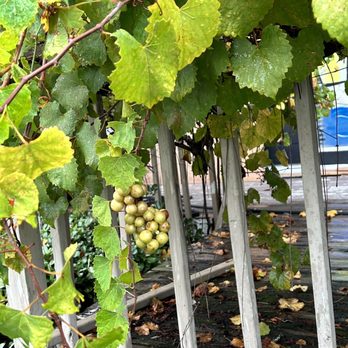 Emerald Coast Wine Cellars - Grapes growing out front - Wine Tasting Room Near Me - Miramar Beach, Florida