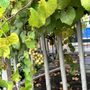 Emerald Coast Wine Cellars