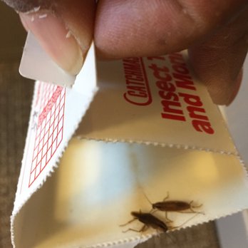 Global Pest Solutions - ROACHES - Pest Control Near Me - Nyack, New York
