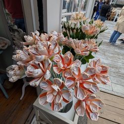 Seashells In Bloom