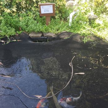 Kodama Koi Garden - Local Fish Stores Near Me - Davie, Florida Kodama Koi Garden - Local Fish Stores Near Me - Davie, Florida