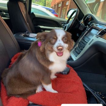 The Doggy Detailer - Pet Groomers Near Me - La Mesa, California The Doggy Detailer - Pet Groomers Near Me - La Mesa, California