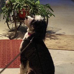 Pampered Pooches