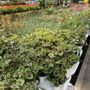 Photo of Robins Nursery