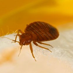 One Hour Pest Control