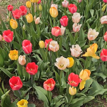 Wicked Tulips Flower Farm - Pick Your Own Farms Near Me - Preston, Connecticut Wicked Tulips Flower Farm - Pick Your Own Farms Near Me - Preston, Connecticut