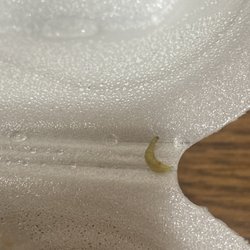 Magic Wok - Beef and Broccoli with a side of maggot...
