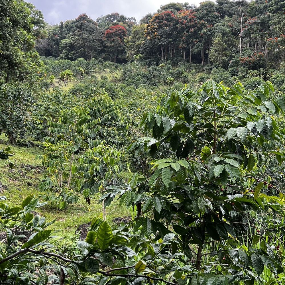 Hala Tree Coffee - More coffee trees - Attraction Farms Near Me - Captain Cook, Hawaii Hala Tree Coffee - More coffee trees - Attraction Farms Near Me - Captain Cook, Hawaii