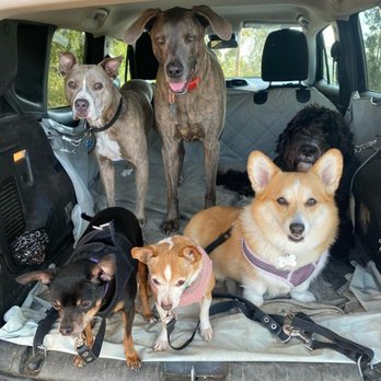 Woofwalks - Dog Walkers Near Me Woofwalks - Dog Walkers Near Me