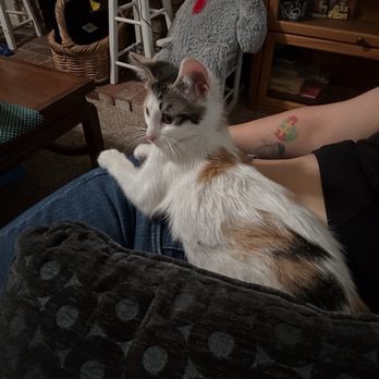 Solano Kitten Network - Penelope Summer - Pet Services Near Me Solano Kitten Network - Penelope Summer - Pet Services Near Me