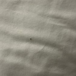 Stonecrest Motel - One of the bedbugs that I slept with.