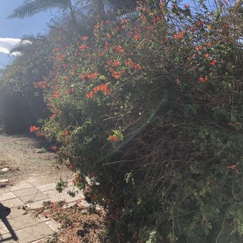 Mason's Treescape - Back yard before - Tree Services Near Me - Hesperia, California Mason's Treescape - Back yard before - Tree Services Near Me - Hesperia, California