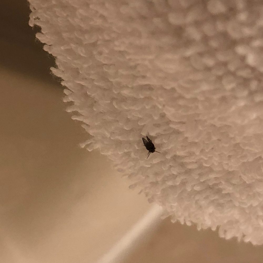 Chase Suite Hotel - one of the many bugs that were flying around the room, landing on the towels, bedding, etc. - Hotels Near Me - Newark, California
