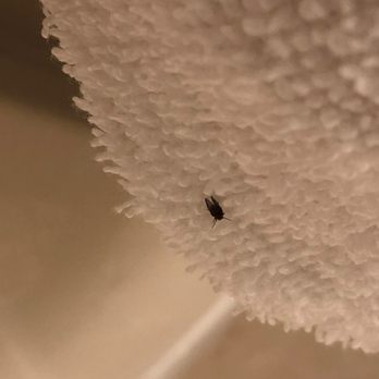 Chase Suite Hotel - one of the many bugs that were flying around the room, landing on the towels, bedding, etc. - Hotels Near Me - Newark, California