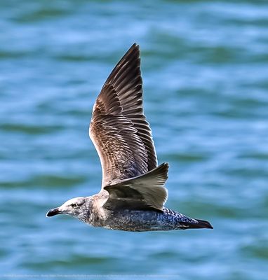 USS Hornet - Sea, Air and Space Museum by null