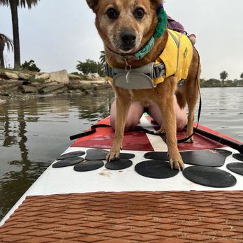 SUP Pups - Bella's SUP Pup private lesson - Paddleboarding Near Me - San Diego, California