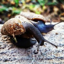 Westwind Pest Prevention - Snails