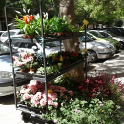Flor de Taronger - En la calle tienen plantas
