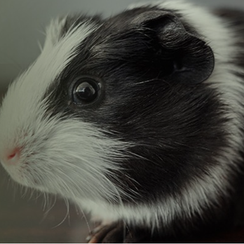 Southeastern Pet Cremation - Pet Cremation Services Near Me - Wilmington, North Carolina Southeastern Pet Cremation - Pet Cremation Services Near Me - Wilmington, North Carolina