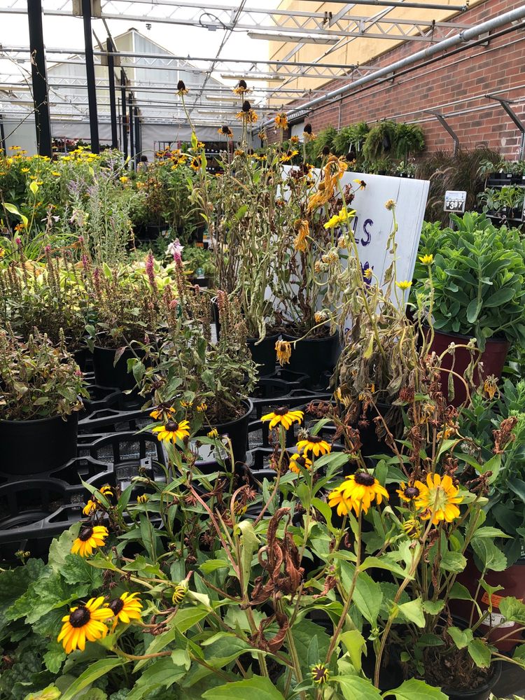 WALMART GARDEN CENTER 8585 Pearl Rd, Strongsville, Ohio Nurseries