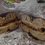 Photo of Walnut St. Bagels