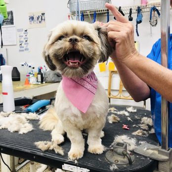 Cuddly Critters - This brave girl is almost finished with her haircut. - Pet Groomers Near Me - Orlando, Florida