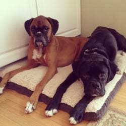 Coastal Pet Sitting - Bella and Bodhi, Brentwood, NH