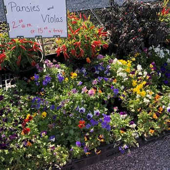 Jo Ann's Flowers - Pansies - Nurseries & Gardening Near Me - Guthrie, Kentucky