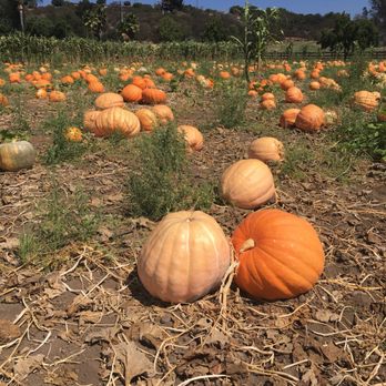 Bates Nut Farm - Specialty Food Near Me - Valley Center, California Bates Nut Farm - Specialty Food Near Me - Valley Center, California