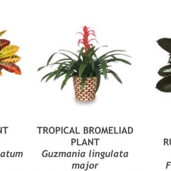Christopher's Flowers - A selection of tropical house plants. - Florists Near Me - Port Huron, Michigan