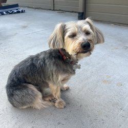 K-9 Klips - Yorkie mix cut