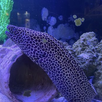 Clearwater Marine Aquarium - Eel - Aquariums Near Me - Clearwater, Florida