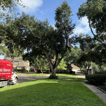 Katy Tree Service - Before - Tree Services Near Me Katy Tree Service - Before - Tree Services Near Me