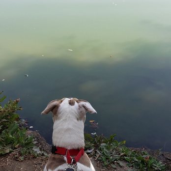 El Dorado Dog Park - My pup enjoying the lake views - Dog Parks Near Me - Long Beach, California El Dorado Dog Park - My pup enjoying the lake views - Dog Parks Near Me - Long Beach, California