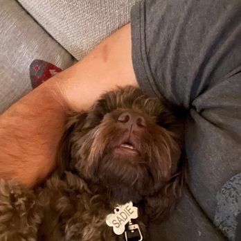 Dog Fit LA - Pet Training Near Me