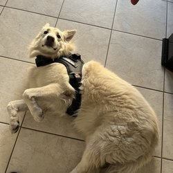 The Doggy Dojo - Service dog training