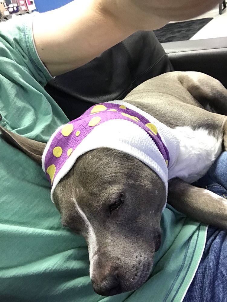 METRO ANIMAL EMERGENCY CLINIC 19 Reviews Veterinarians 201