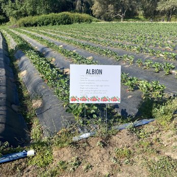 Granny Mays Strawberry Farm - Pick Your Own Farms Near Me - Granite Bay, California Granny Mays Strawberry Farm - Pick Your Own Farms Near Me - Granite Bay, California