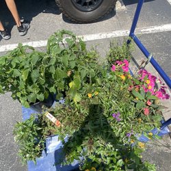 Lowe's Home Improvement - My clearance plant haul